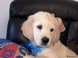 Golden Retriever dogs Golden retriever - Advert 12