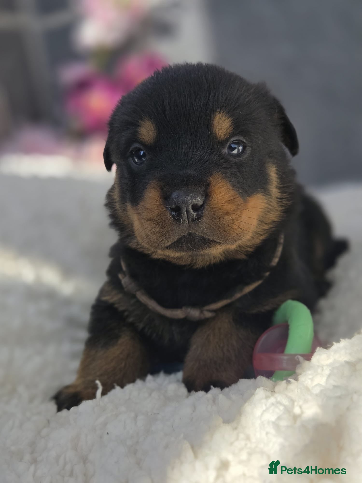 Rottweiler dogs Gorgeous Rottweiler Puppies  - Advert 4