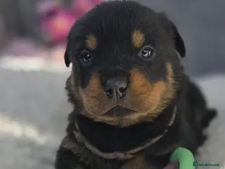 Rottweiler dogs Gorgeous Rottweiler Puppies - Advert 4
