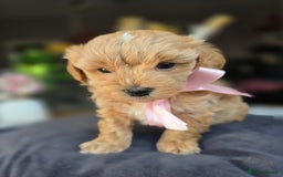 Maltipoo dogs for sale: LAST 🩷 BOY  looking forever home 🏡 😍  - Image 12