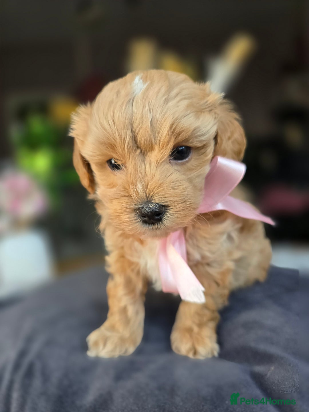 Maltipoo dogs for sale: LAST 🩷 BOY  looking forever home 🏡 😍  - Image 12