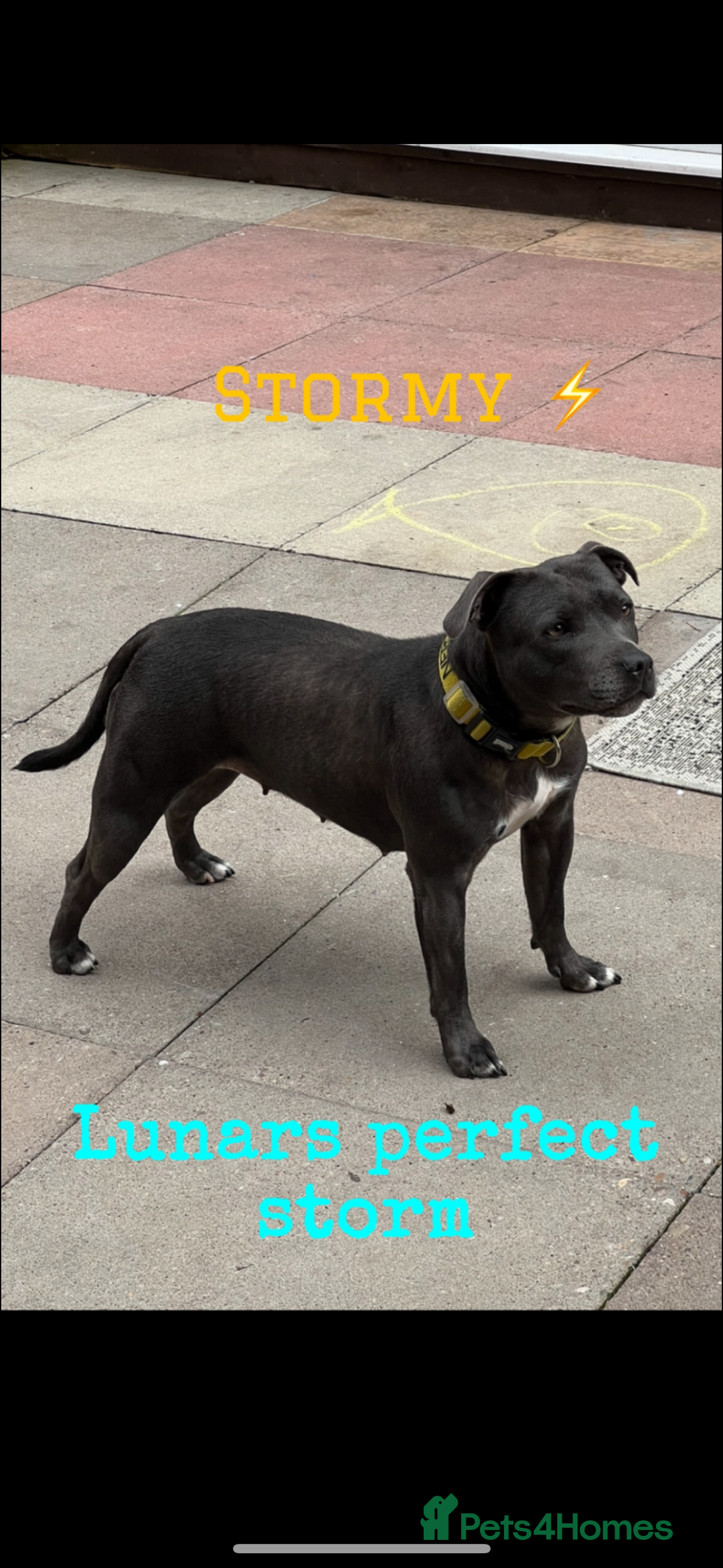 Staffordshire Bull Terrier dogs for sale: LAST BOY, REDUCED!! Blue staffy kc registered pups in Glossop - Image 4