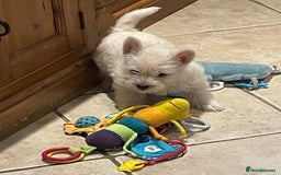 Cairn Terrier dogs for sale: Stunning cairn terrier puppies  - Image 16