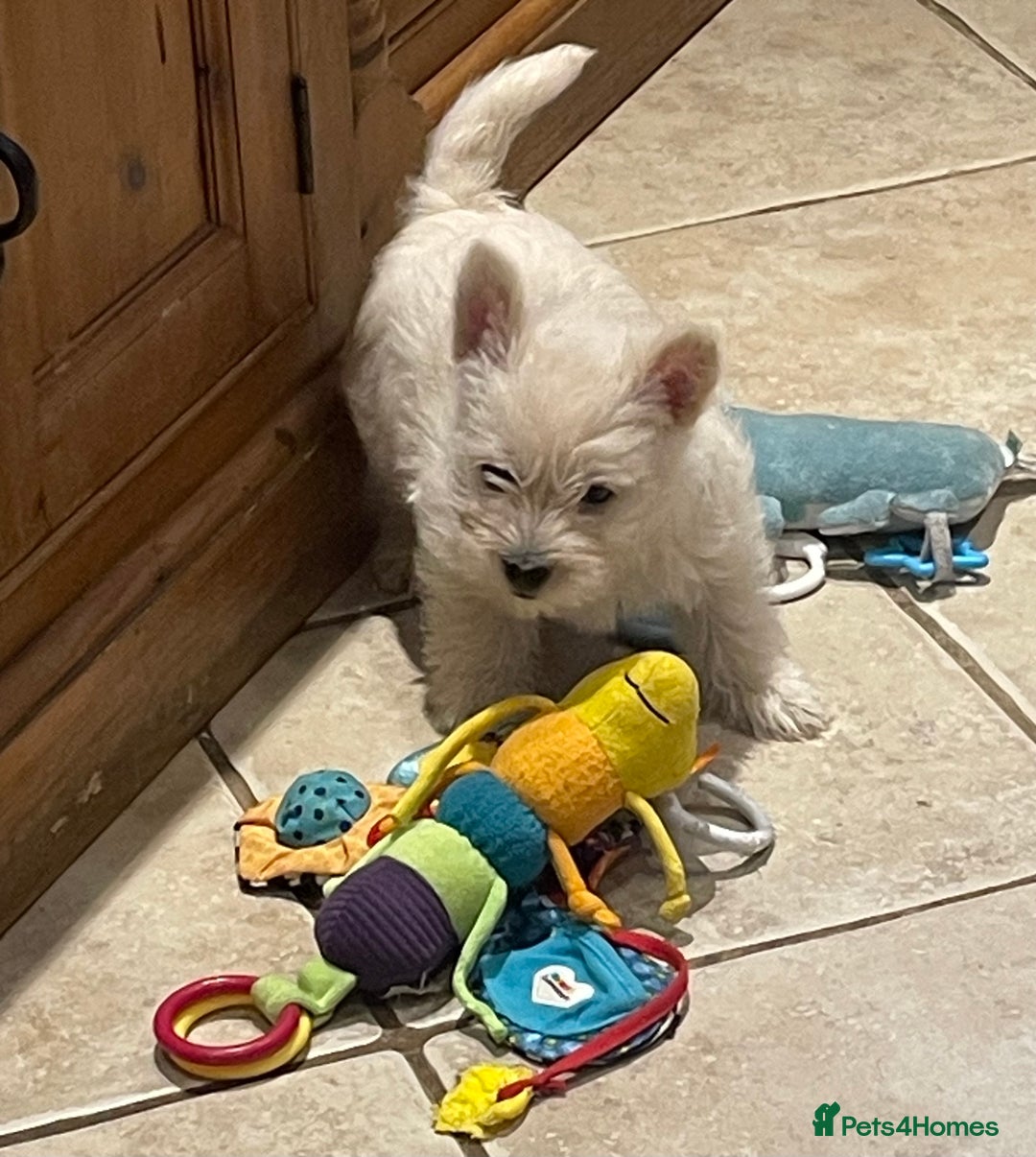 Cairn Terrier dogs for sale: Stunning cairn terrier puppies  - Image 16