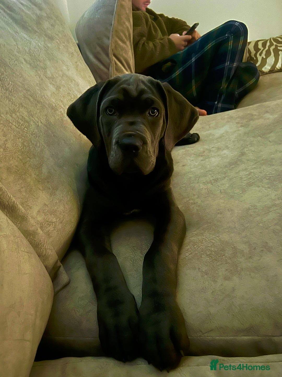 Cane Corso dogs for sale: Female Blue Cane Corso (Remi) - Advert 4