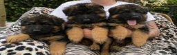 German Shepherd dogs for sale:  beautiful longcoat  gsd puppies - Advert 4