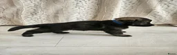 German Shepherd dogs for sale: Outstanding Pedigree German Shepherd Puppies - Advert 8
