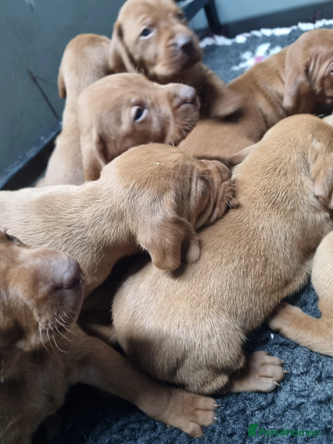 Hungarian Vizsla dogs for sale: Stunning KC Hungarian Vizsla Puppies  - Advert 5