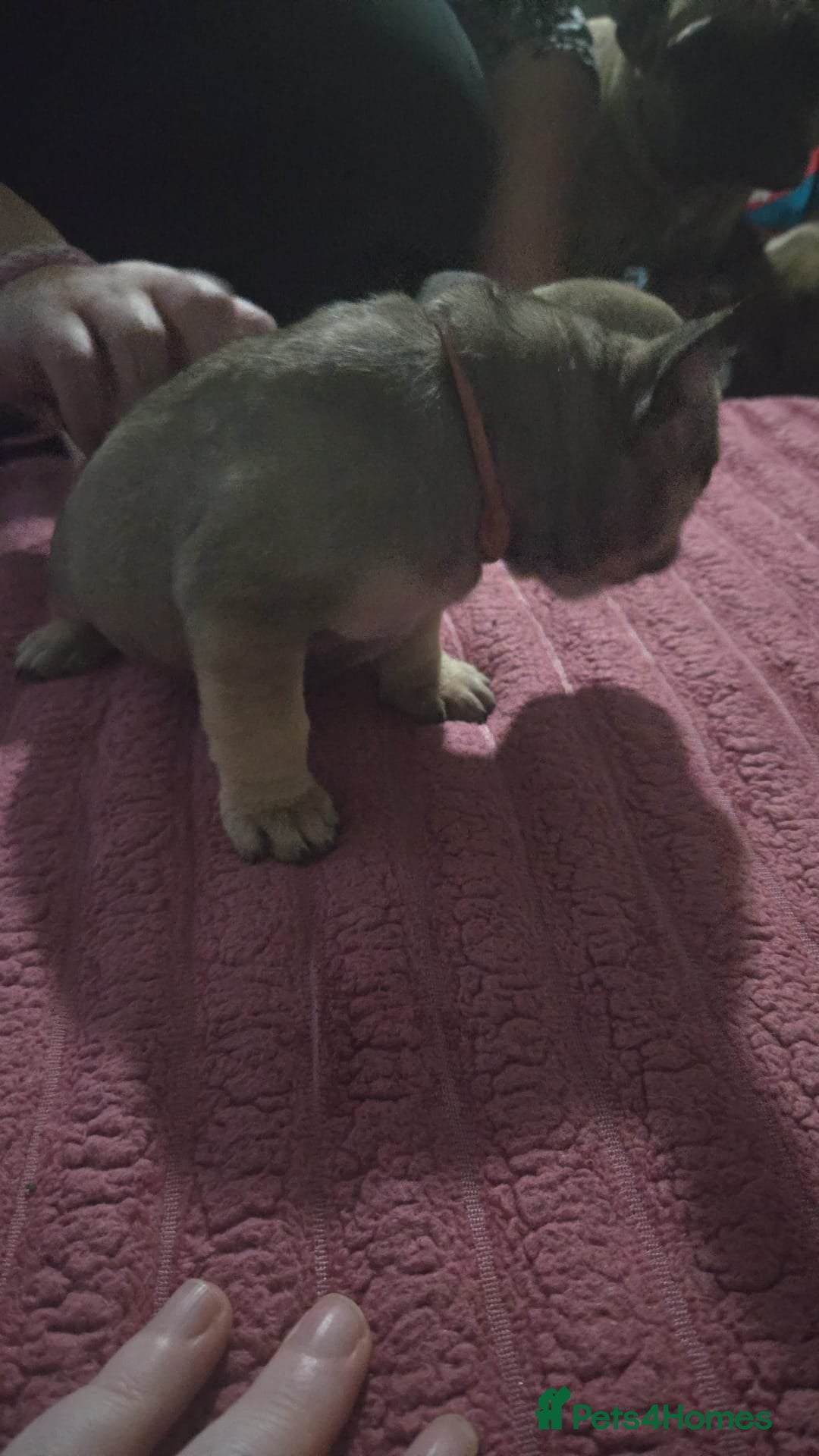 French Bulldog dogs for sale: French bull dog Puppies - Image 24