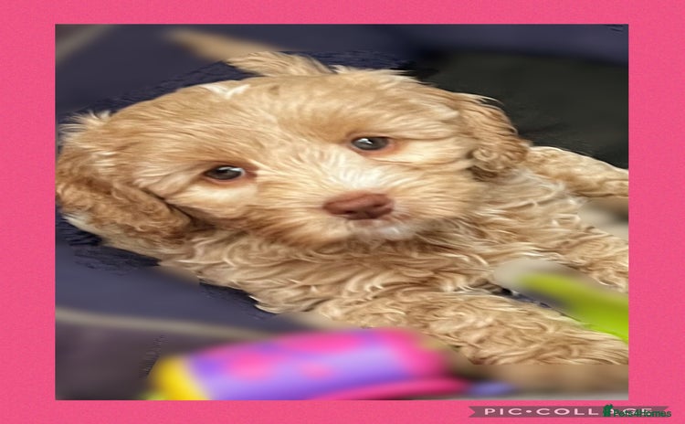 Australian Labradoodle dogs - Advert 1