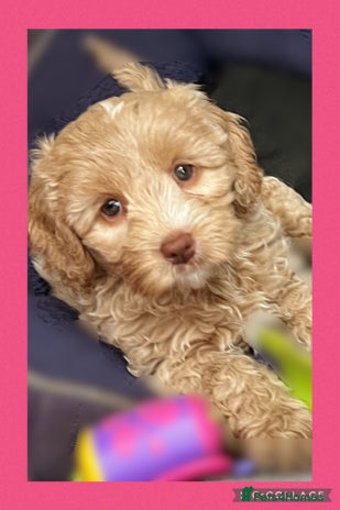 Australian Labradoodle dogs - Advert 1