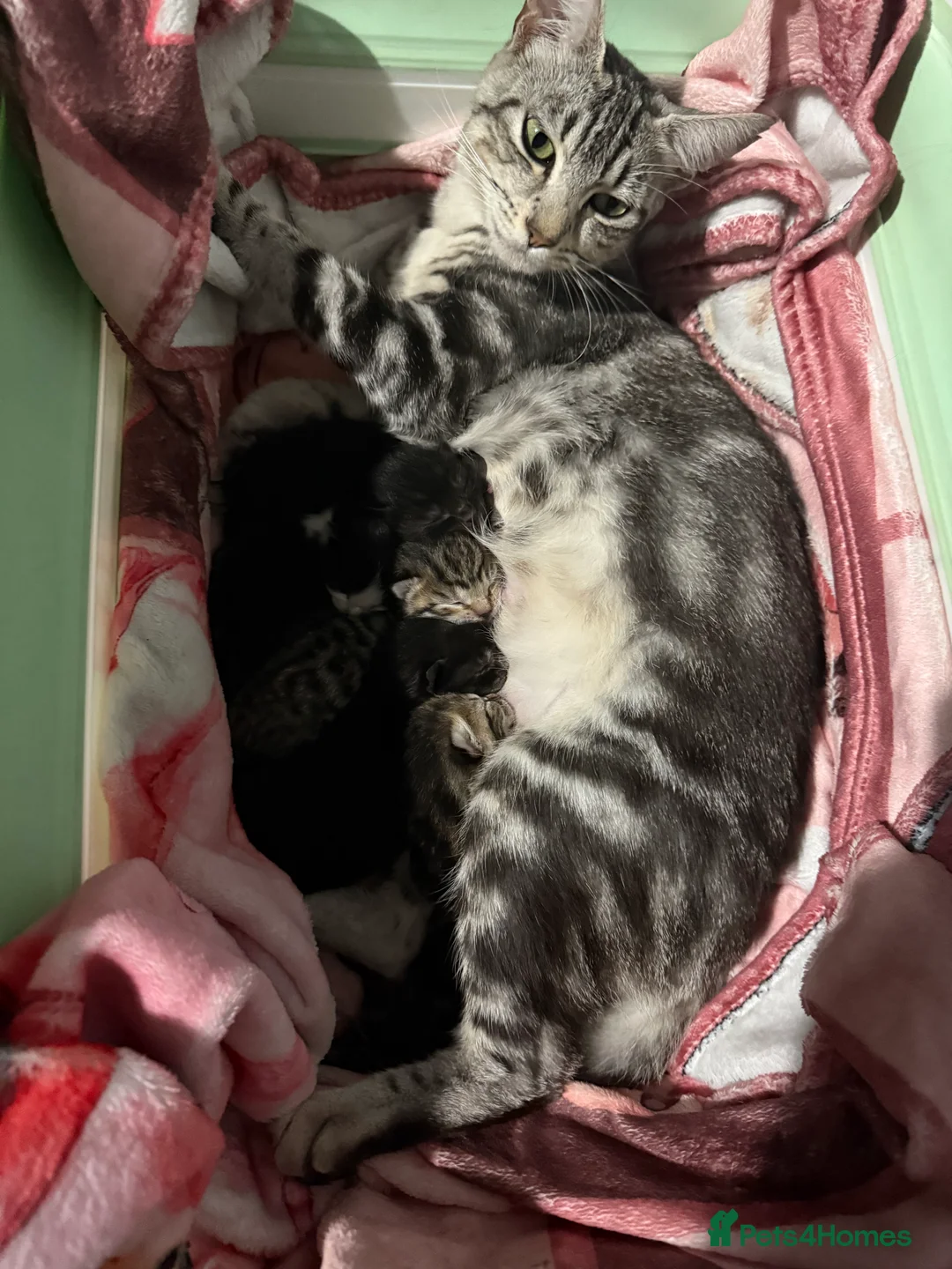 Mixed Breed cats for sale: 5 savannah mix kittens  - Advert 2