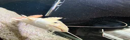 Catfish fish for sale: Platinum retail catfish  - Advert 1