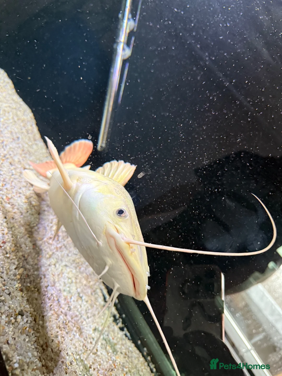 Catfish fish for sale: Platinum retail catfish  - Advert 1