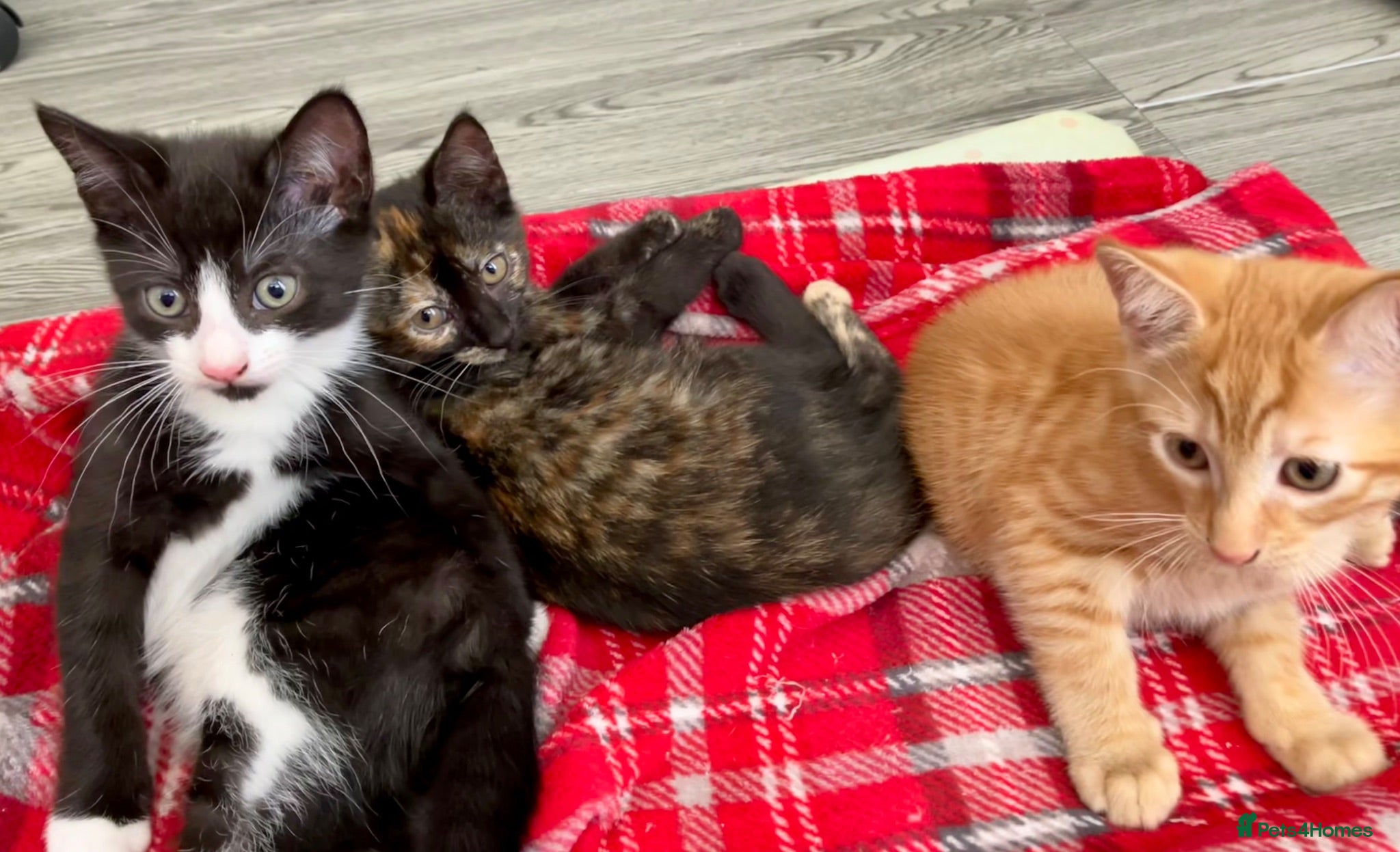 Mixed Breed cats 2 Lovely kittens for sale (1 boy, 1 girl) - Advert 1