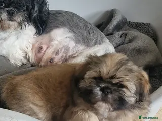 Shih Tzu dogs 🌸 Beautiful Shih Tzu Girls Available - Advert 1
