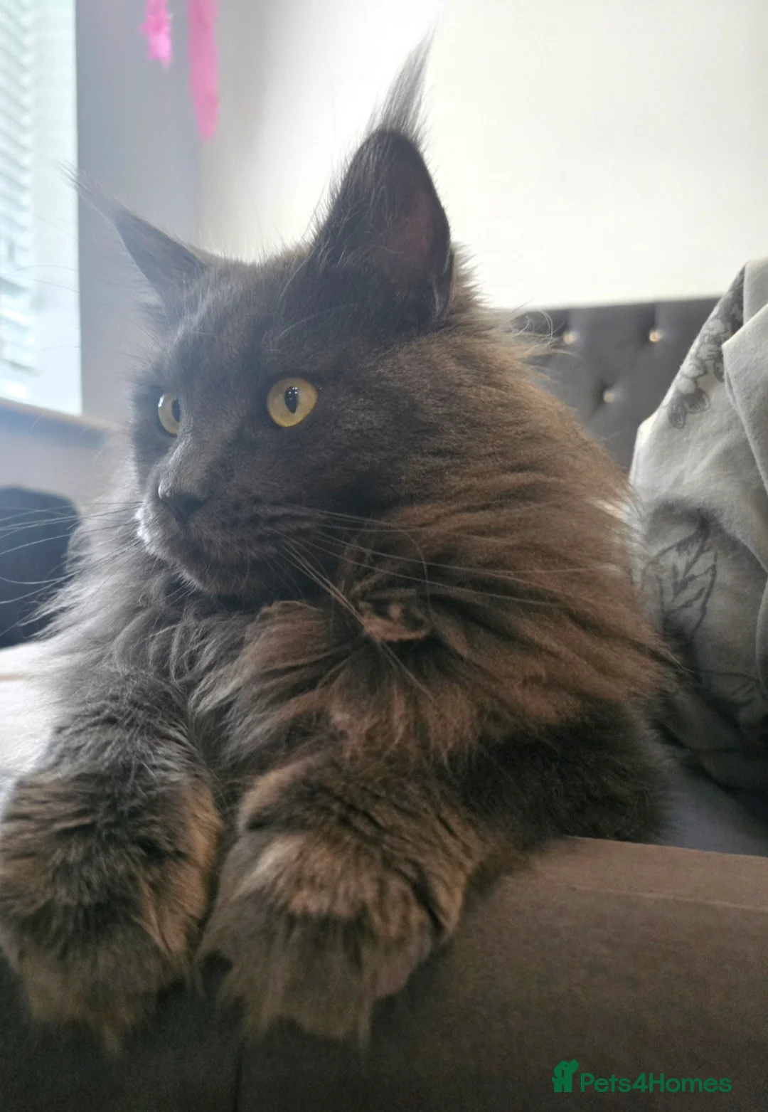 Maine Coon cats for sale: Blue female Maine coon - Advert 3