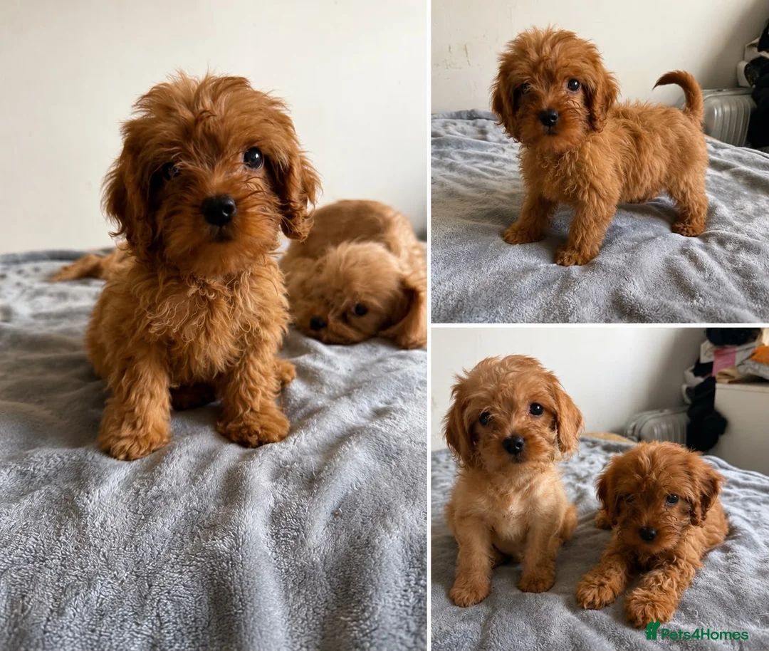 Cavapoo dogs for sale: Toy Cavapoo puppies- 3 boys & 3 girls  - Advert 2