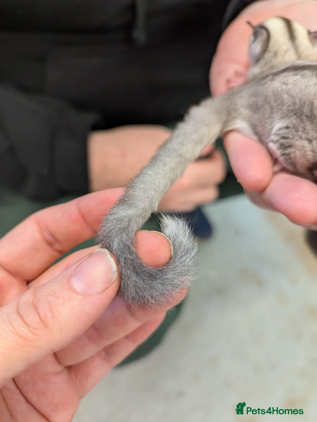 Sugar Glider rodents for sale: Sugar glider joeys. Friendly. Grey and grey mosaic - Advert 7