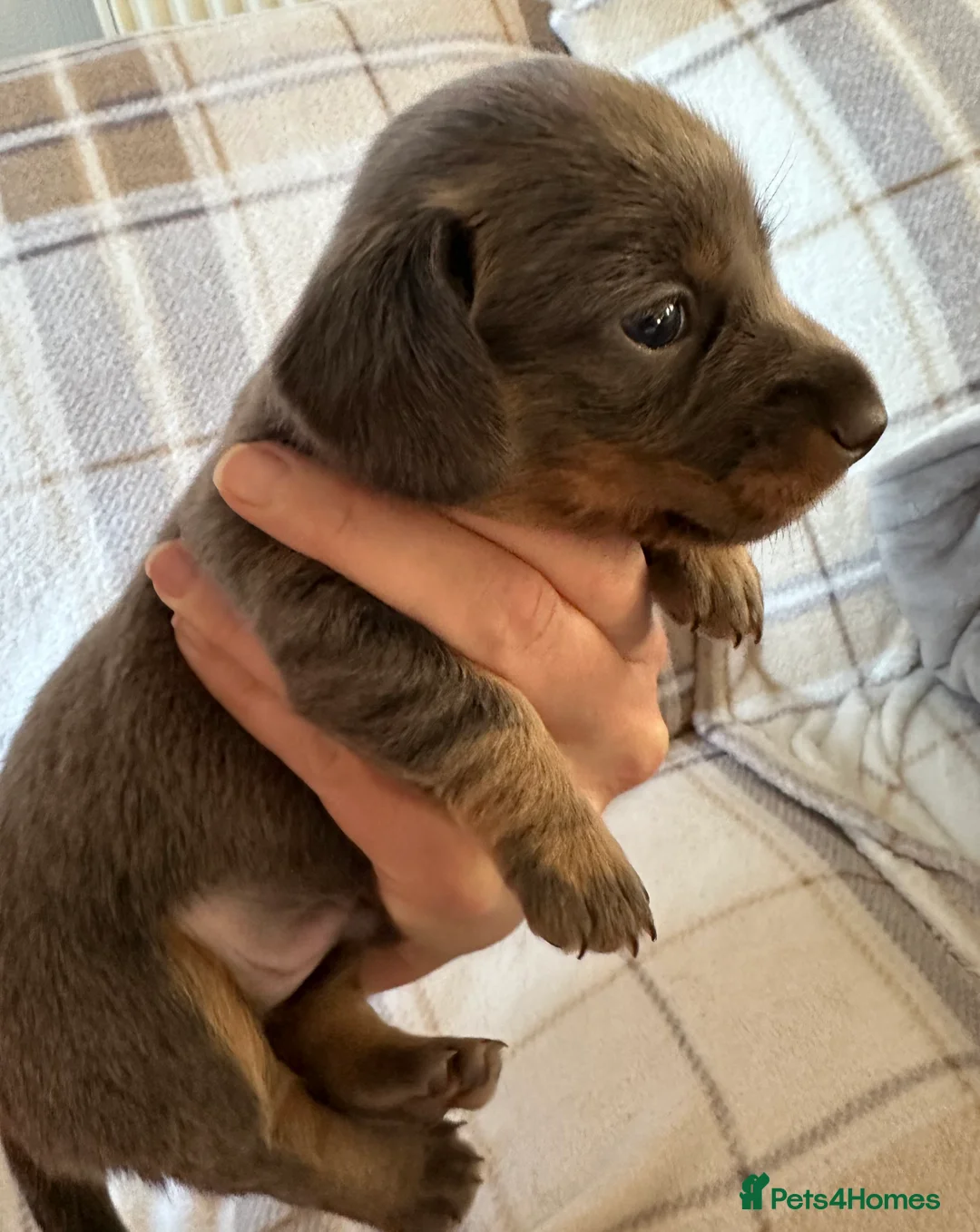 Dachshund dogs for sale: Beautiful litter of 3 KC Reg - Advert 16