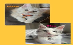 Maine Coon cats for sale: Purebred Maine Coon kittens for sale. - Image 3