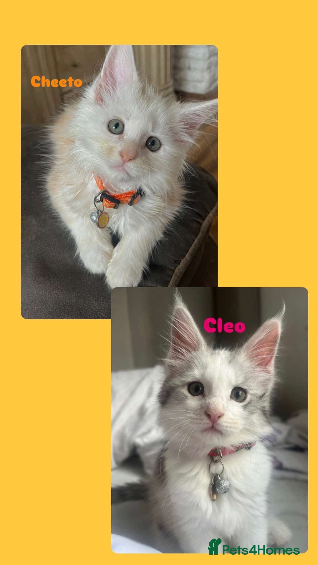 Maine Coon cats for sale: Purebred Maine Coon kittens for sale. - Image 3