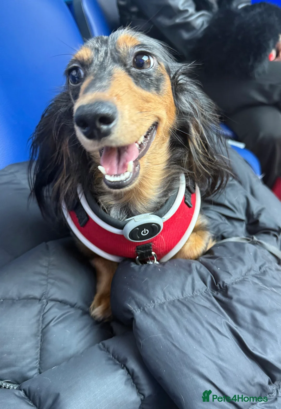 Miniature Dachshund dogs for sale: Mini long hair dachshunds  - Advert 20