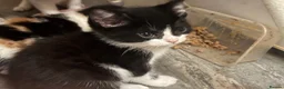 Mixed Breed cats for sale: The Most Adorable Kittens - Advert 23