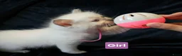 Ragdoll cats for sale: 3 girls and 2 boys ragdoll kitten ready 4 new home in Welwyn Garden City - Advert 28