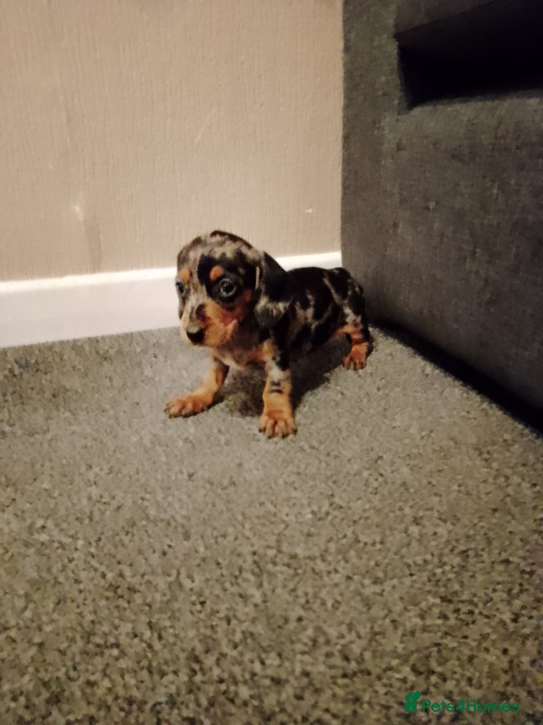 Miniature Dachshund dogs for sale: Miniature Dachshund  - Image 10