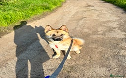 Mixed Breed dogs for sale: Kai Akita/Shepard  - Image 4
