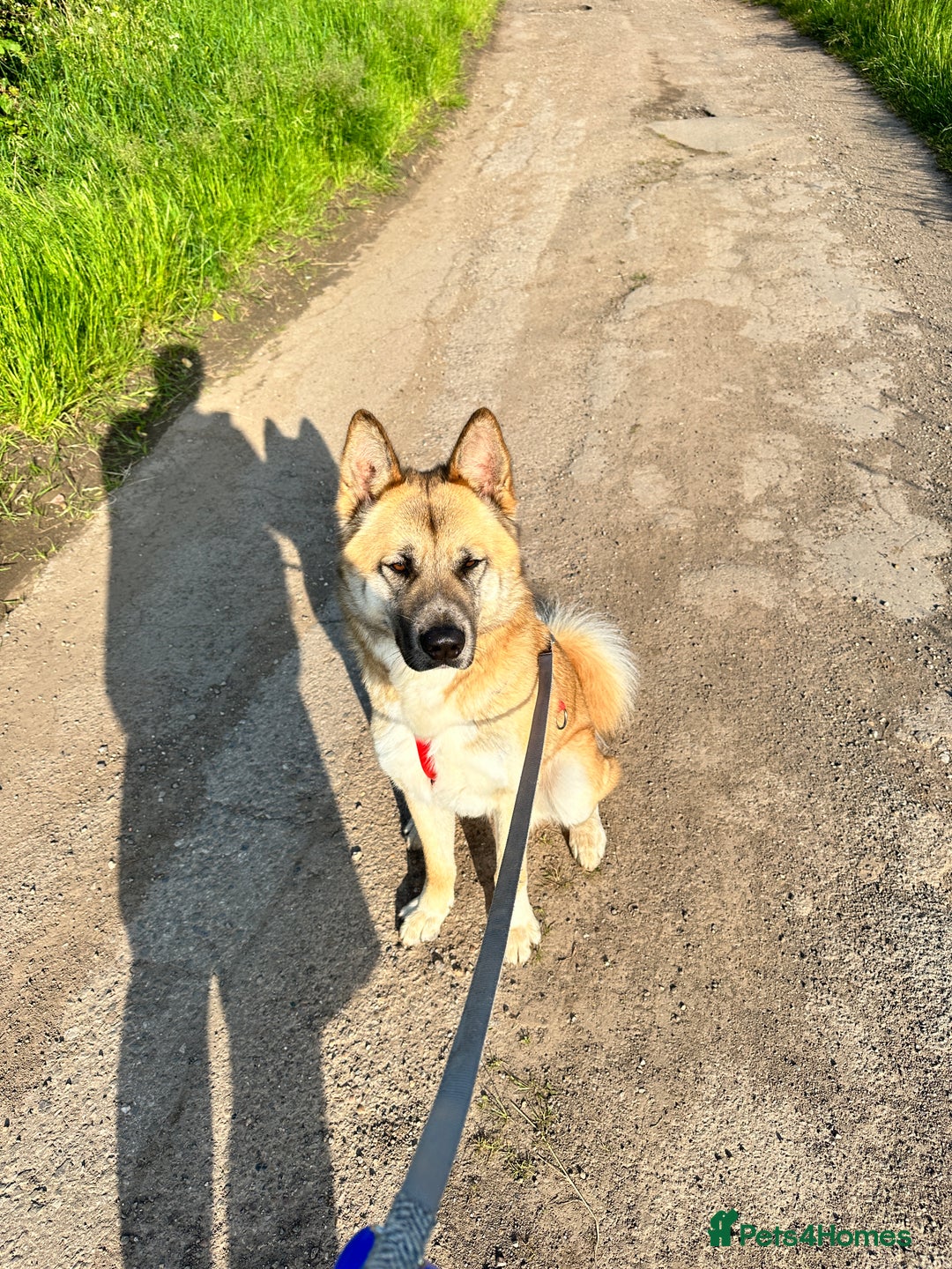 Mixed Breed dogs for sale: Kai Akita/Shepard  - Image 4
