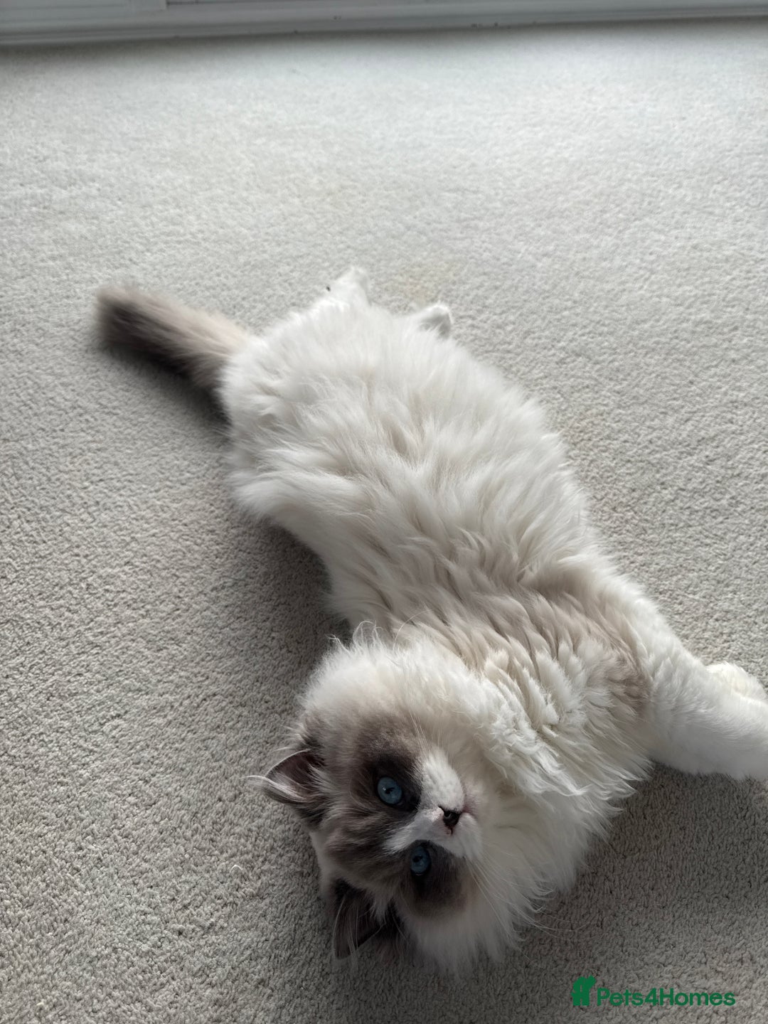 Ragdoll cats for sale: 1 GCCF Ragdoll Blue Point Boy left - Advert 5