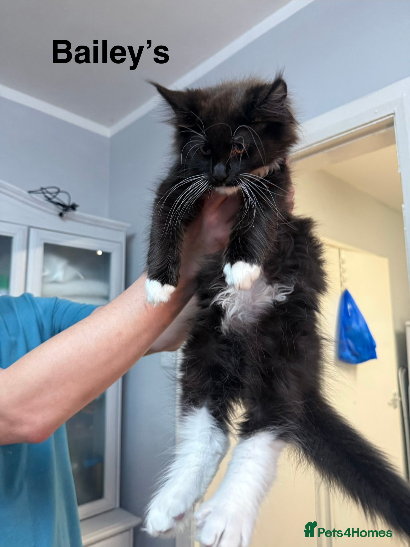 Maine Coon cats Stunning Pedigree Maine Coon Kittens for Sale - Advert 1