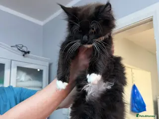 Maine Coon cats Stunning Pedigree Maine Coon Kittens for Sale - Advert 1