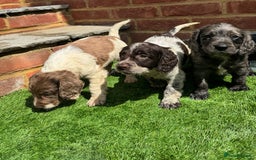 Cocker Spaniel dogs for sale: Cocker spaniel puppy’s ready to leave  - Image 7