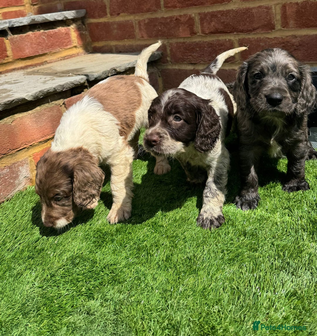Cocker Spaniel dogs for sale: Cocker spaniel puppy’s ready to leave  - Image 7