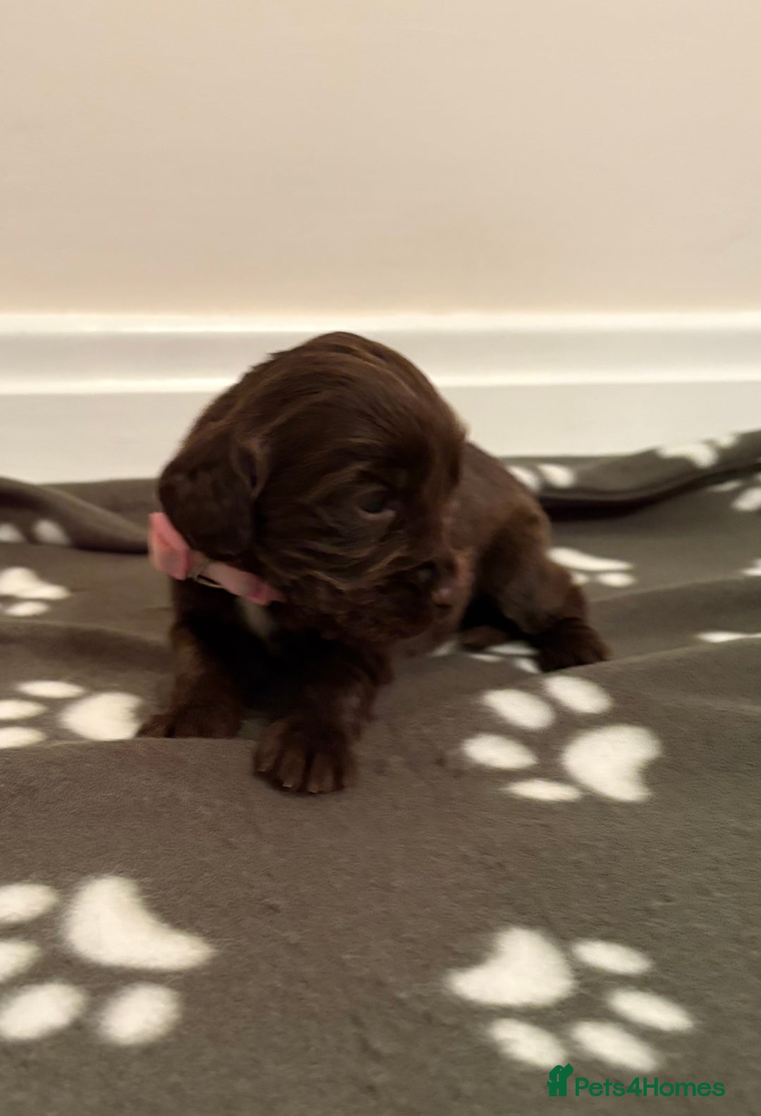 Cocker Spaniel dogs for sale: Stunning Chocolate KC cocker puppies - Advert 13