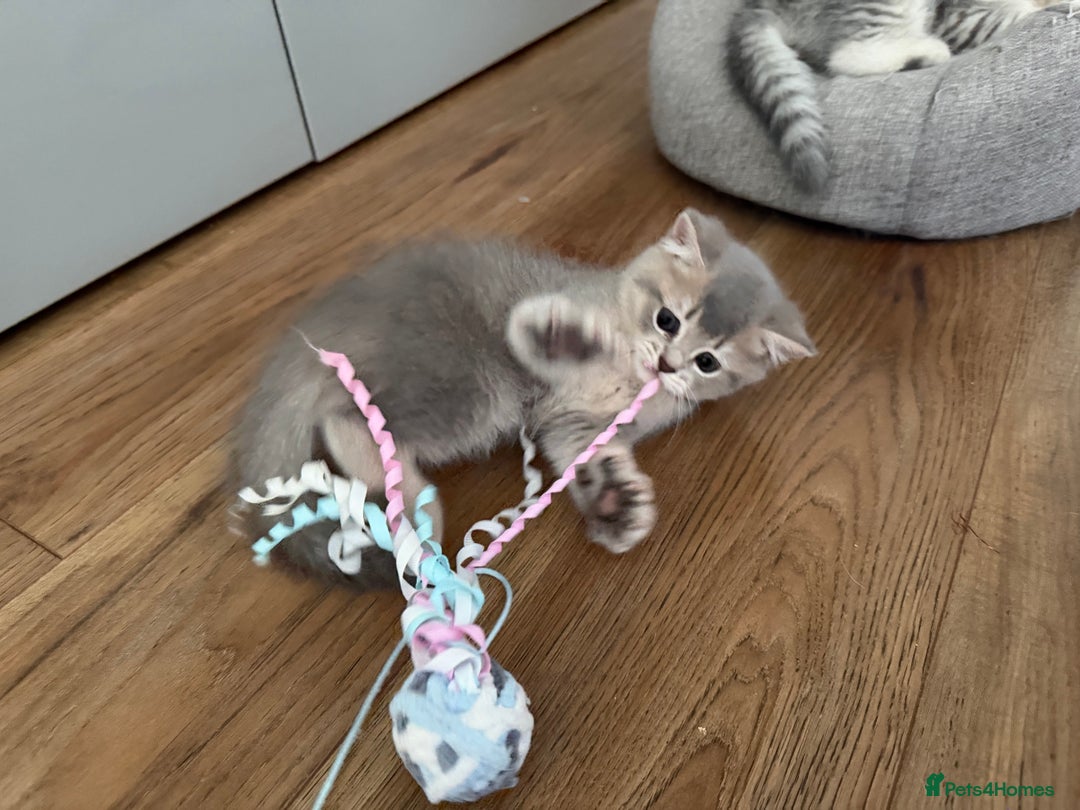 Scottish Fold cats for sale: Perfect  **  - Advert 9