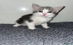 British Shorthair cats for sale: Silver tabby  - Image 2