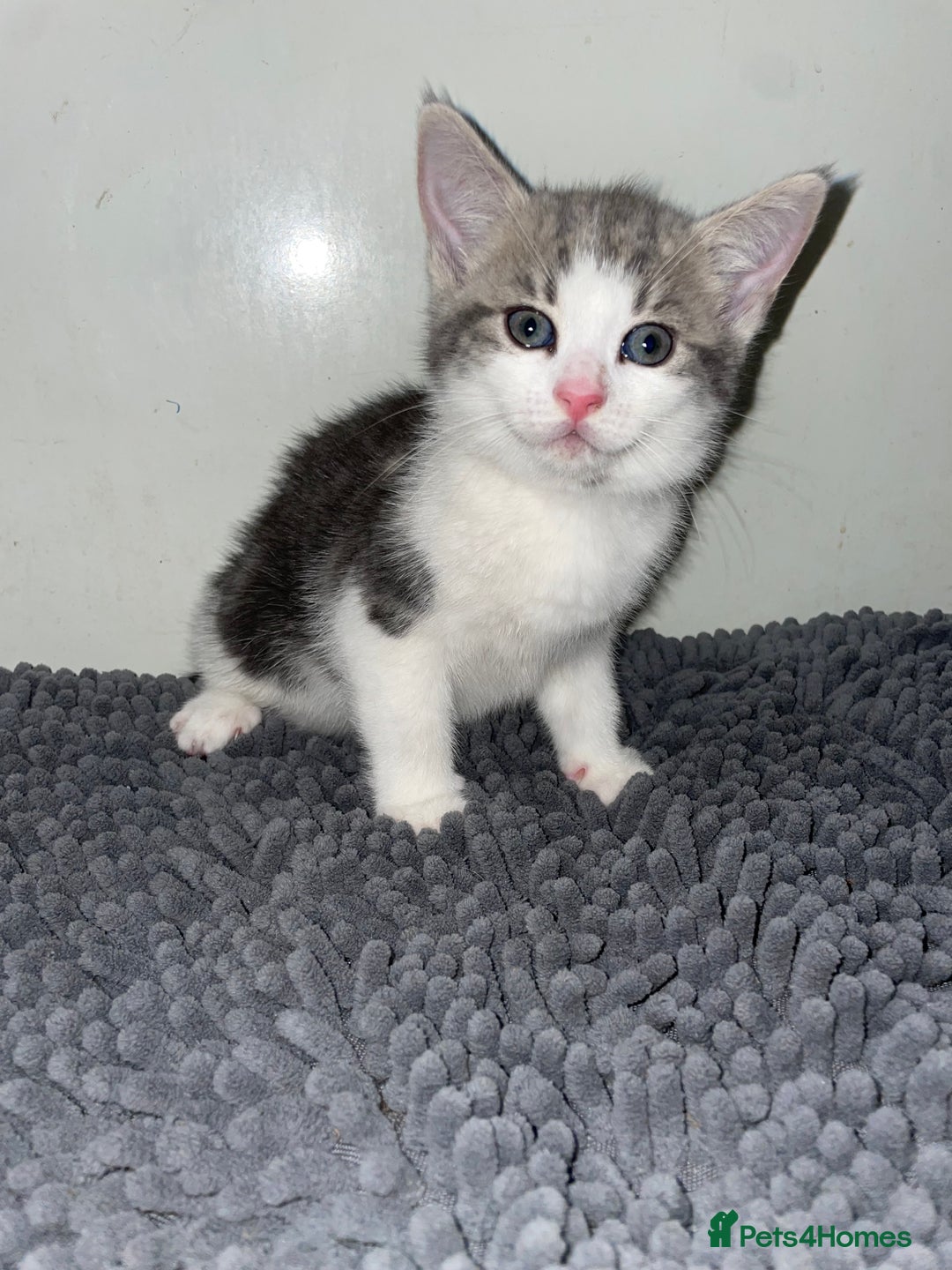 British Shorthair cats for sale: Silver tabby  - Image 2