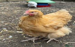 Chickens poultry for sale: 🐣 Beautiful Orpington Chicks & Cockerels for Sale - Image 13