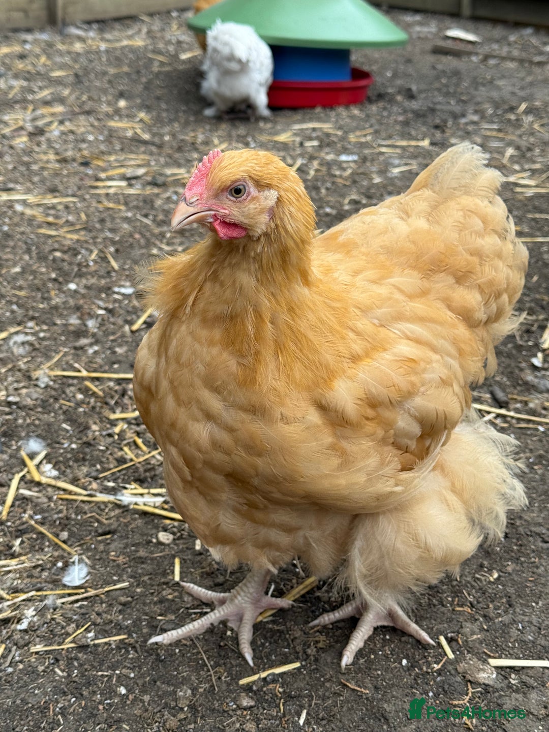 Chickens poultry for sale: 🐣 Beautiful Orpington Chicks & Cockerels for Sale - Image 13