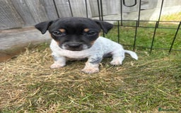 Jack Russell dogs for sale: Gorgeous Jack Russell Puppies - Image 11
