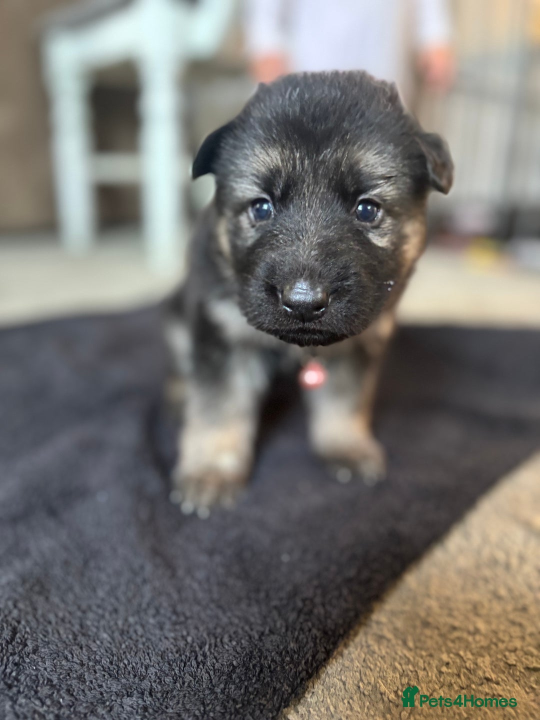 German Shepherd dogs for sale: 8x German Shepherd Puppies - Image 10