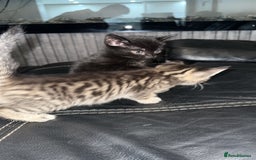 Domestic Shorthair cats for sale: Adorable tabby/bengal kittens to a good home - Image 20