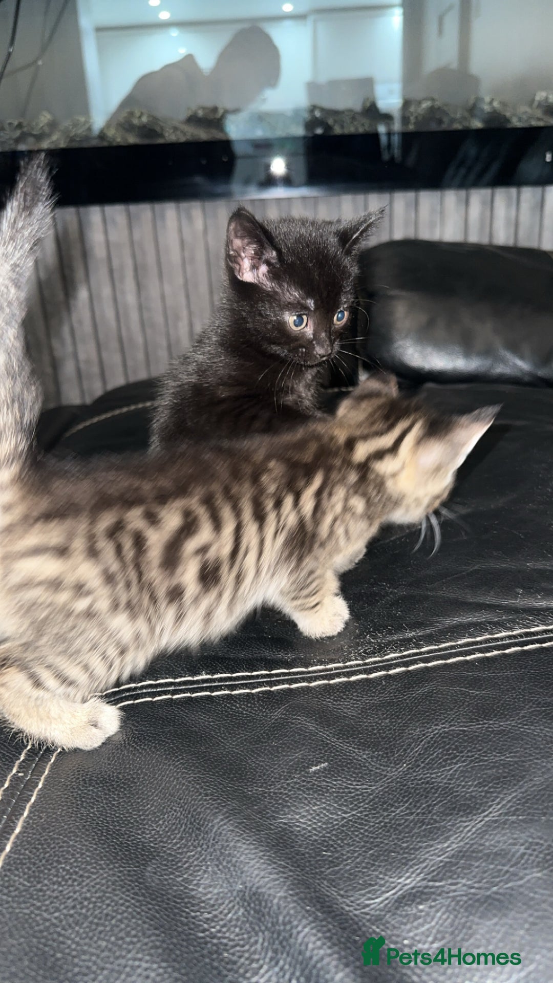 Domestic Shorthair cats for sale: Adorable tabby/bengal kittens to a good home - Image 20