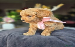 Maltipoo dogs for sale: LAST 🩷 BOY  looking forever home 🏡 😍  - Image 8