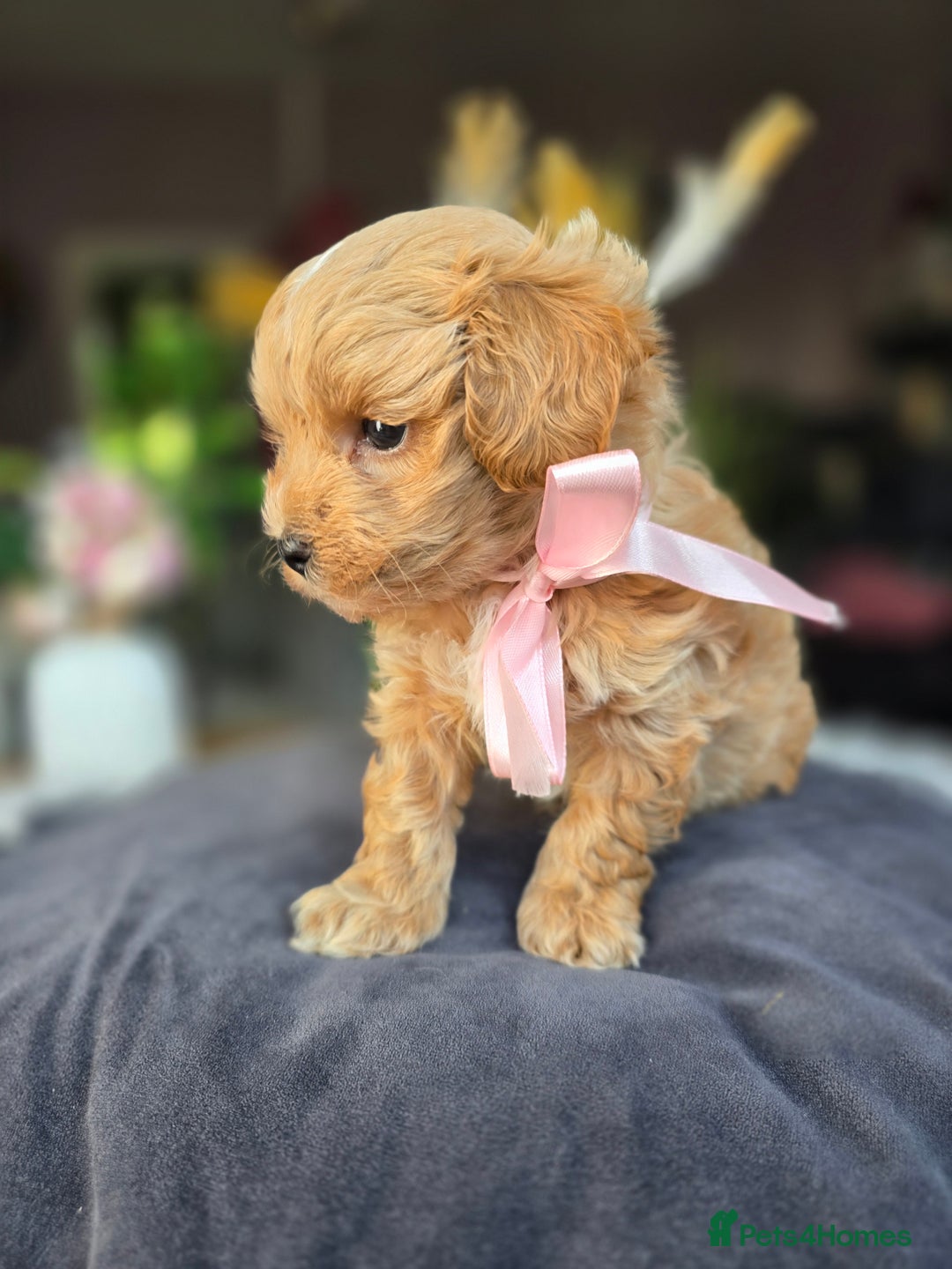 Maltipoo dogs for sale: LAST 🩷 BOY  looking forever home 🏡 😍  - Image 8