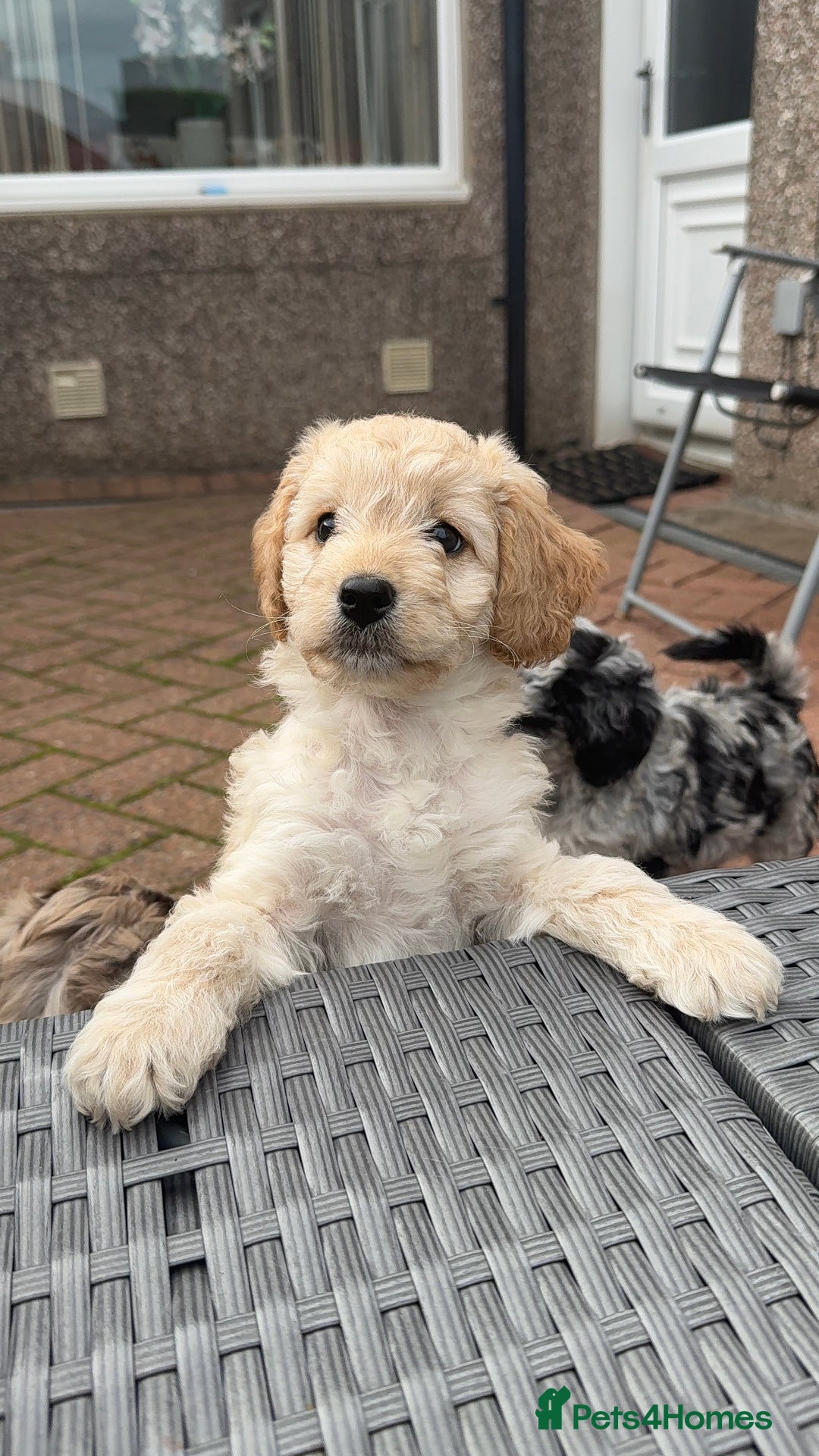 Cockapoo dogs for sale: Cockapoo puppies! - Image 4